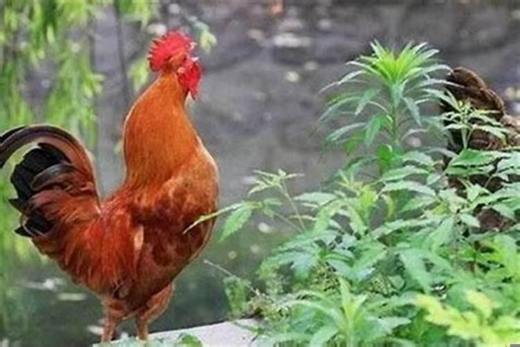 属鸡男的配什么属相最好