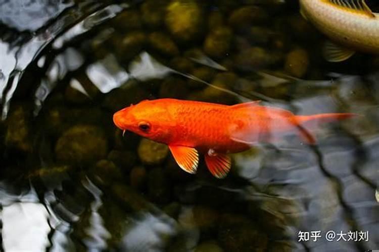 鱼几天喂一次比较好一次喂多少