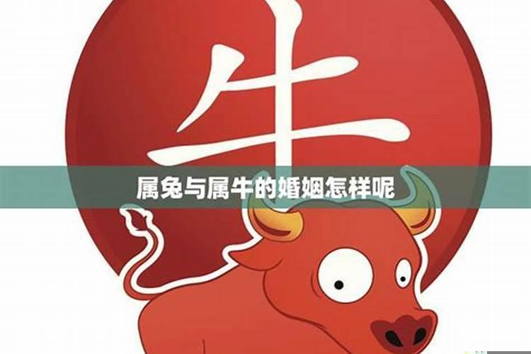 属牛与属羊的婚姻怎么样