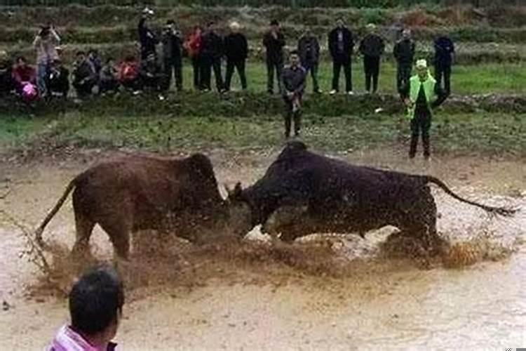 梦见牛攻击别人周公解梦