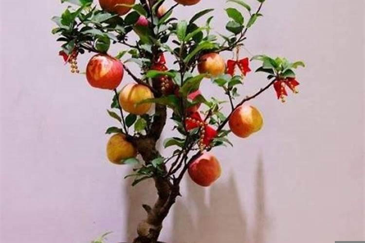 阴宅栽什么树