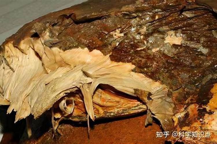 野生太岁是什么东西