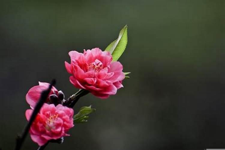 桃花劫属相的桃花劫是什么意思