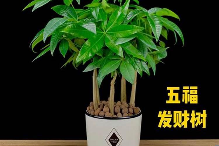 厂里养什么花草招财