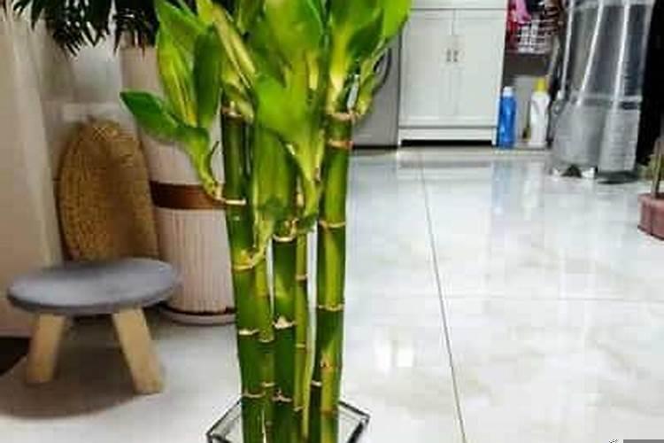 开运竹好还是富贵竹好