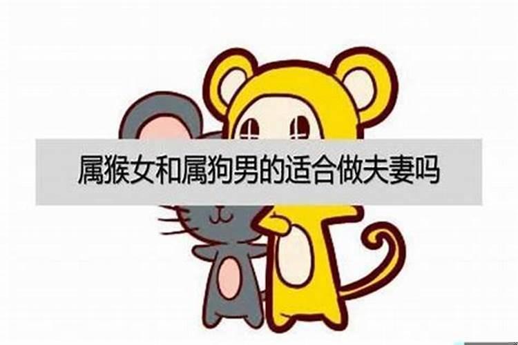 属猴女与属狗男婚配好不好