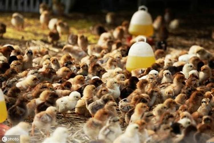 米糠喂鸡的好处和坏处