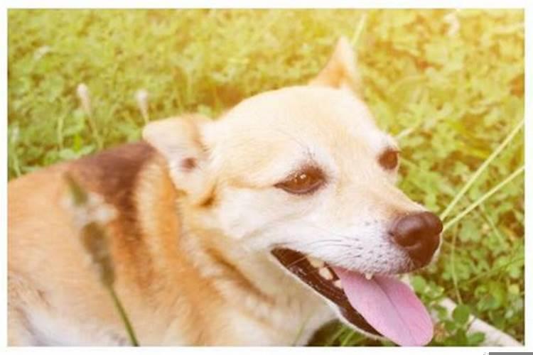 70年属狗的是什么年命