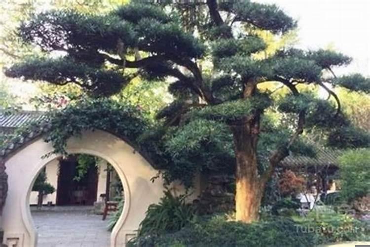 女生卧室放什么花最好