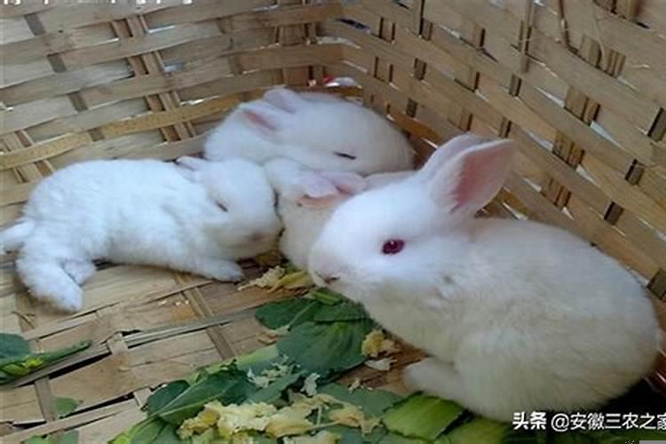 同一窝的兔子可以配吗