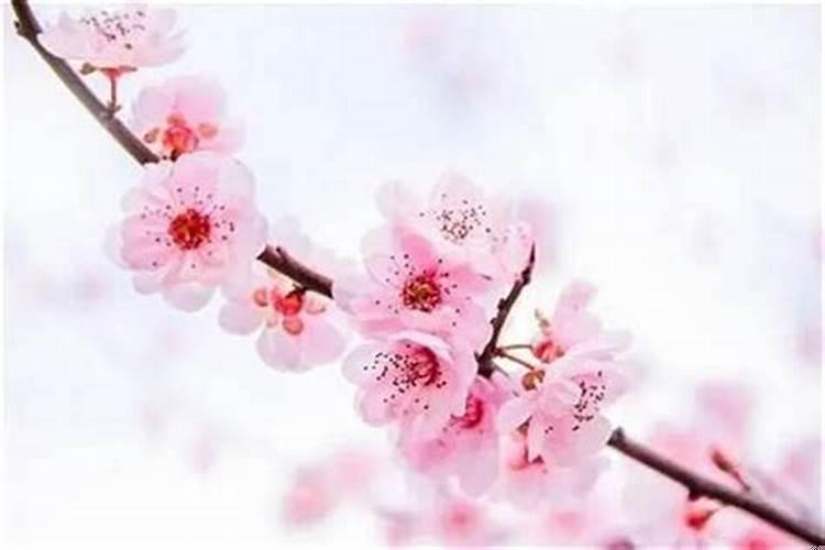 桃花运的查法