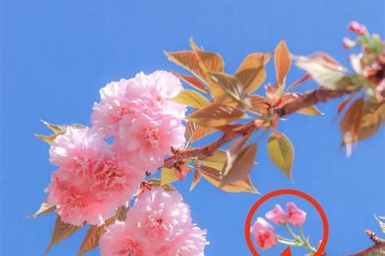 桃花运的查法