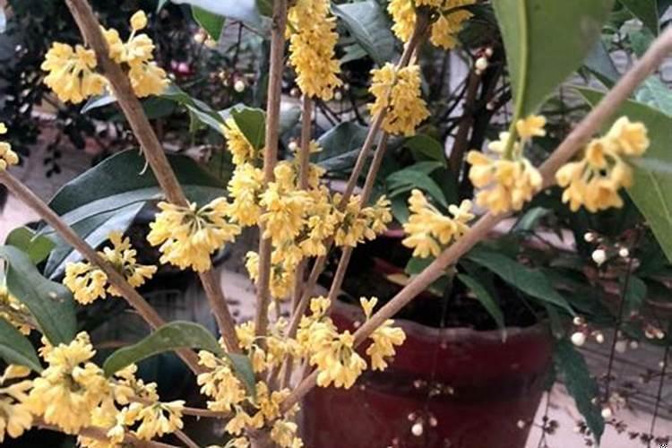进门见桂花树风水