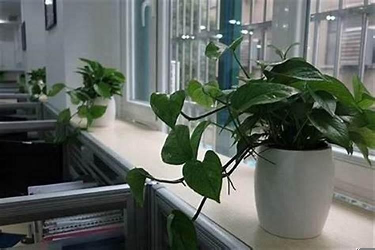 办公桌摆植物风水禁忌