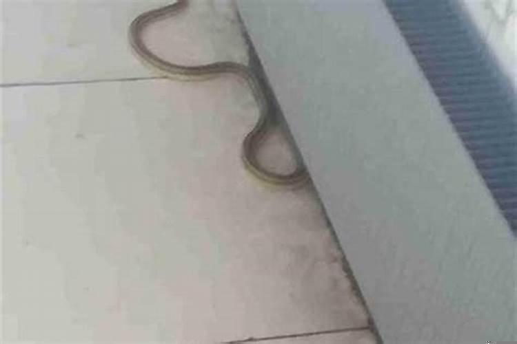 蛇进厂里是什么预兆呢