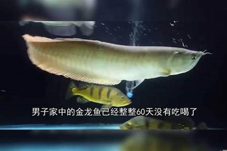 小红龙鱼不吃食怎么办