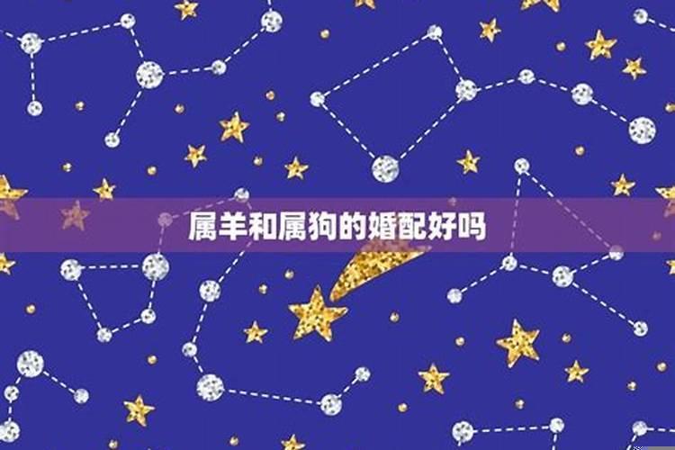 女羊男狗婚姻相配吗