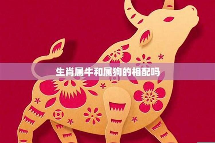 属牛的和属狗的能婚配吗