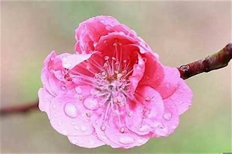 注定有桃花劫的生肖女