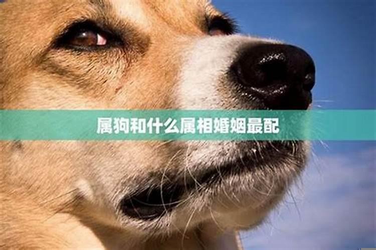 属狗宜婚配什么属相好