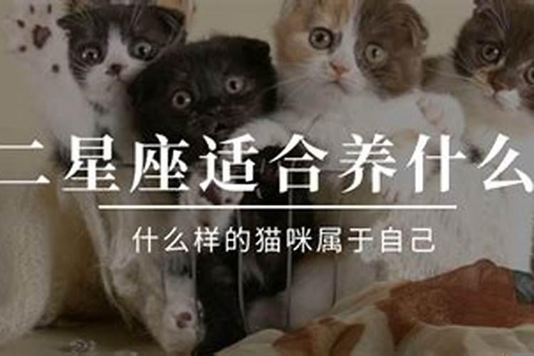 十二星座的宠物是谁