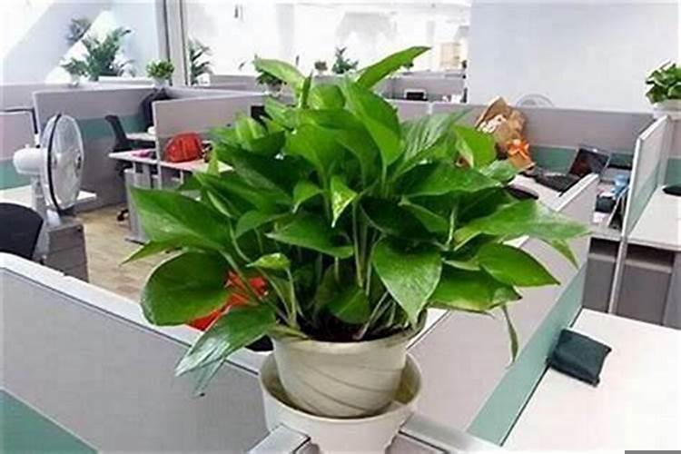 办公室应该摆放哪些寓意好的植物