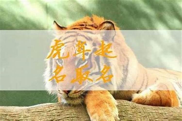 属虎木命适合起什么名字
