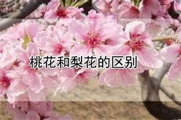 什么算是桃花运