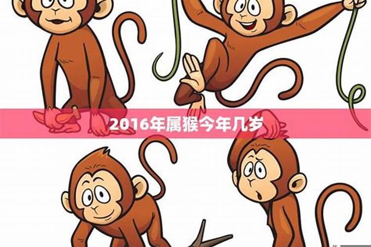 属猴的拜几月