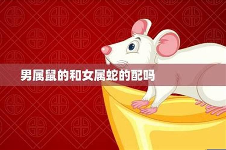 双蛇双鼠八字