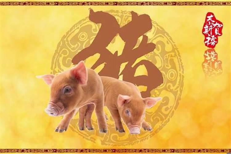 属猪的财运在什么方向