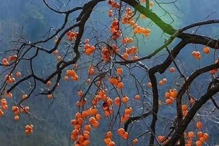宅院内栽什么树比较吉祥