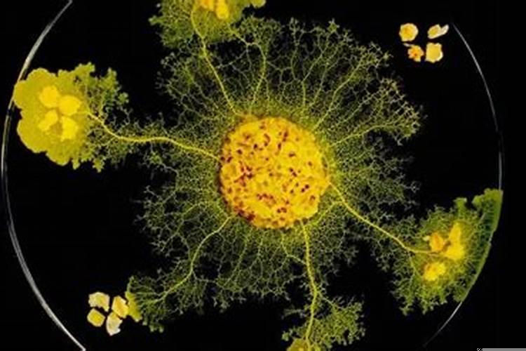 太岁是菌类吗太岁菌