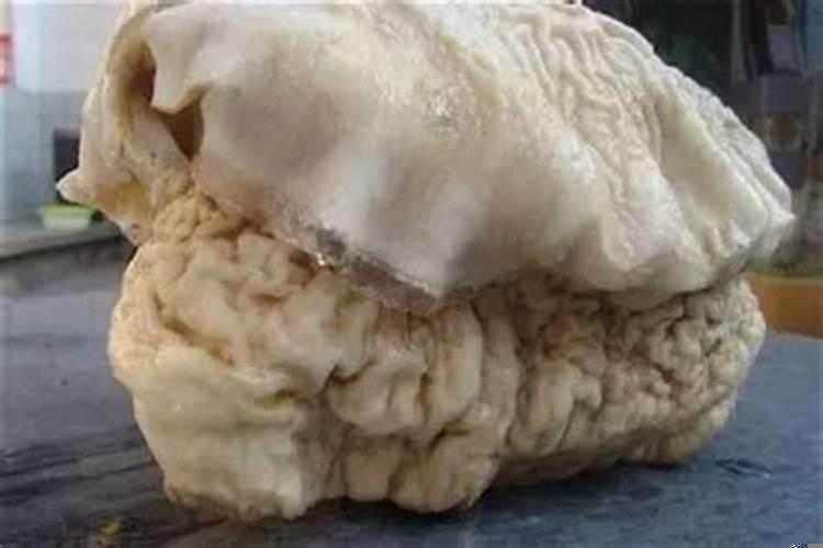 太岁是菌类吗太岁菌