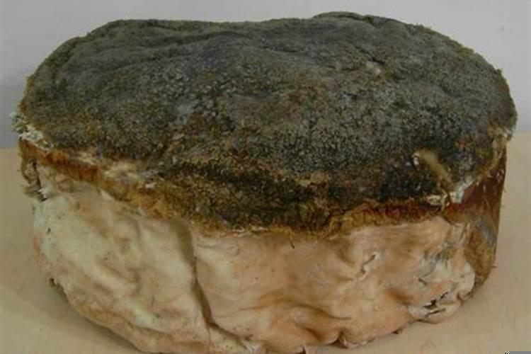 太岁是菌类吗太岁菌