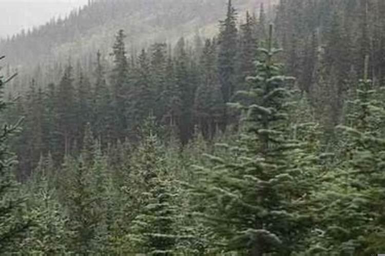 八字看嫁得好的女命