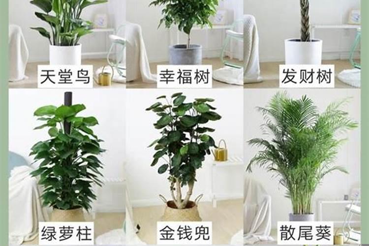 家里边放什么植物比较好