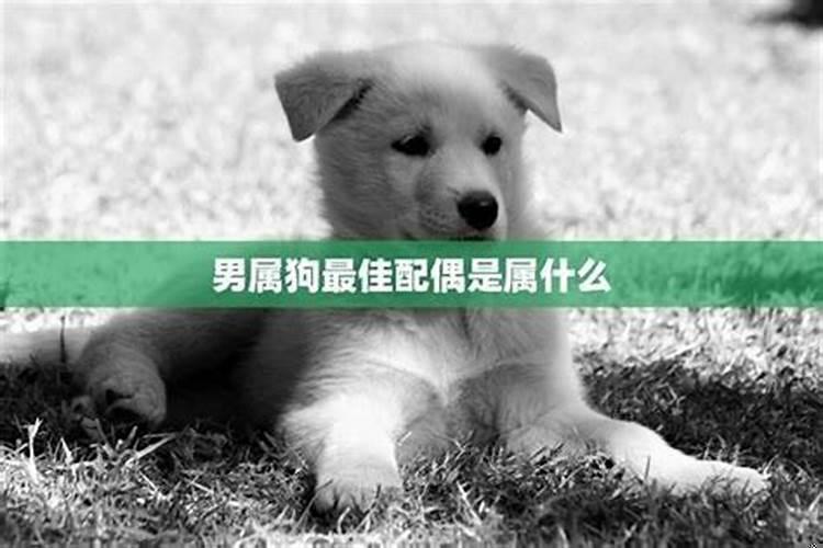 1994年男属狗的最佳配偶属相