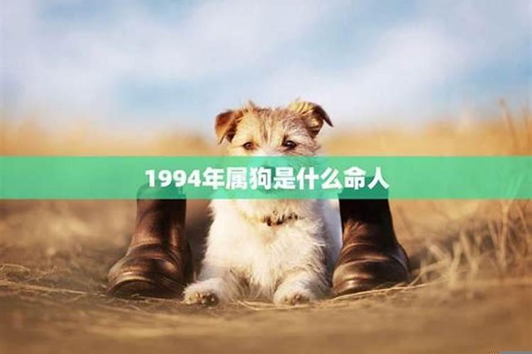 1994年属狗的一生命运如何