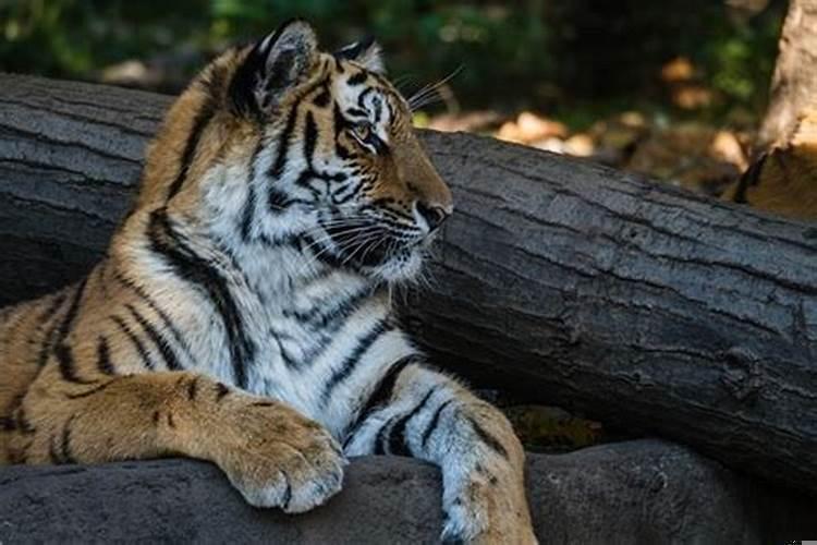 八六年属虎的贵人是什么