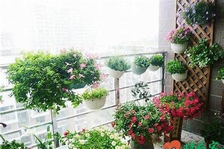 新房入住买什么植物好
