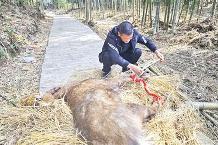 梦见一只受伤的梅花鹿