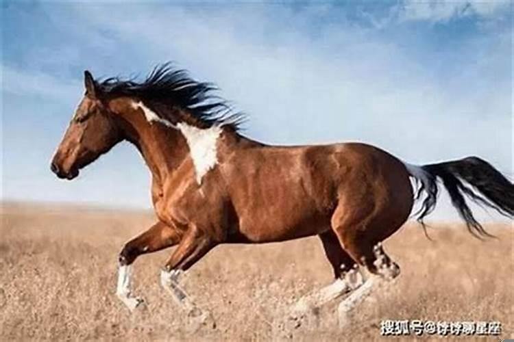 什么马最可怕