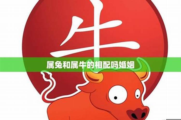 属牛的和属兔的能相配吗