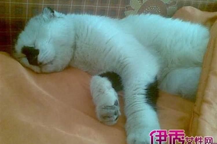 梦见大猫是什么意思