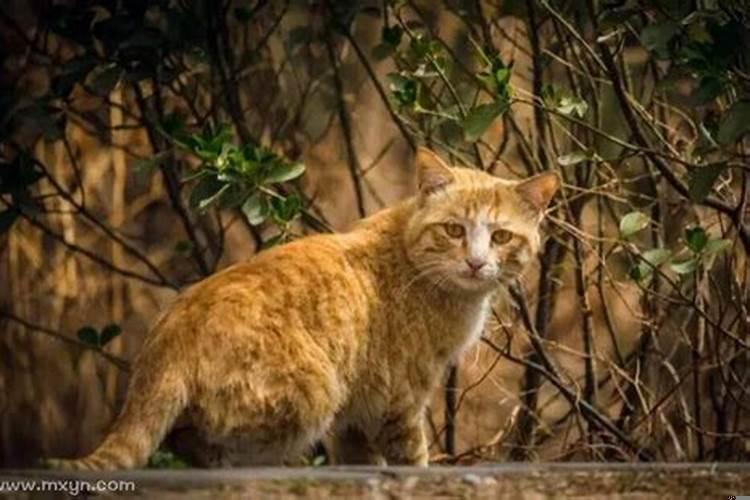 梦见大猫是什么意思