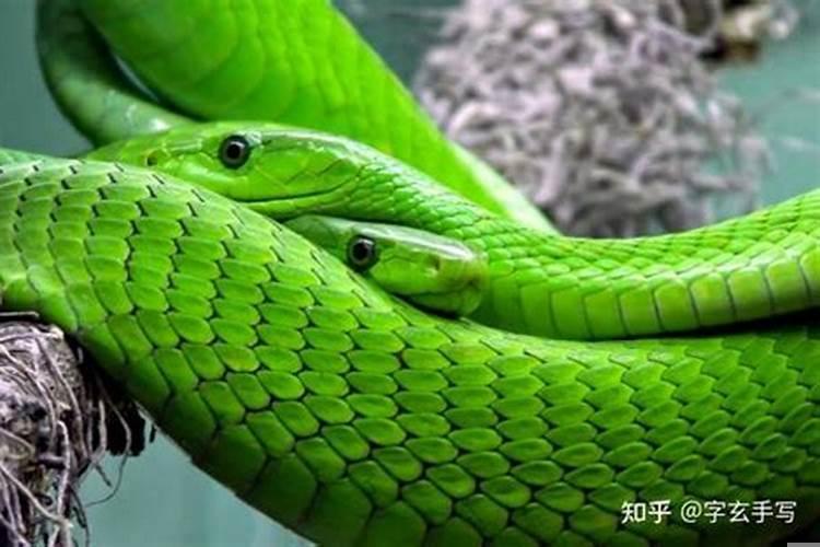 晚上梦见蛇预兆什么梦见蛇是什么意思