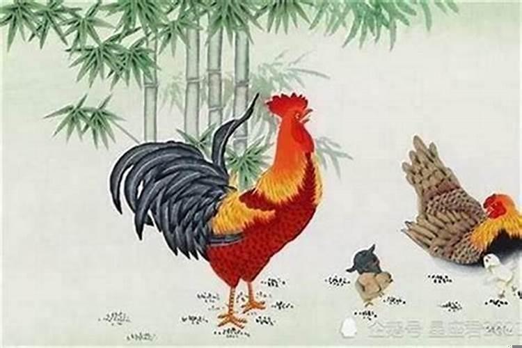 生肖鸡哪天出生最命苦
