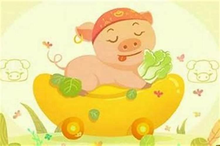 属猪的家里摆什么好