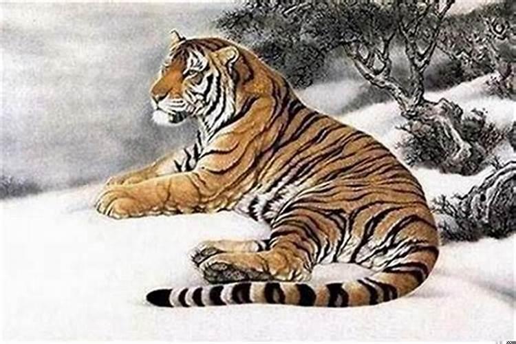 2021年属虎的年龄是多少
